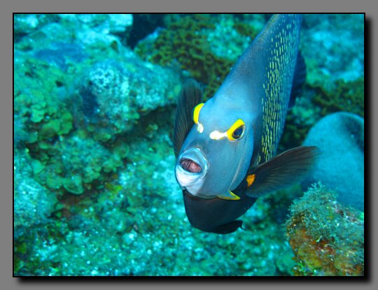 angelfish